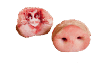 Wholesale Frozen Pork Snout Bone-In